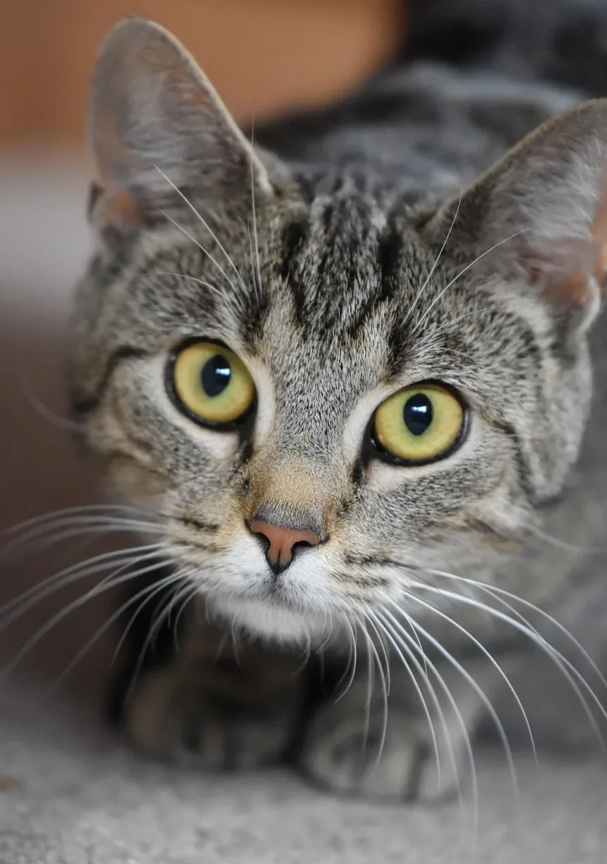 Qual é um Sinal de Diabetes em Gatos?