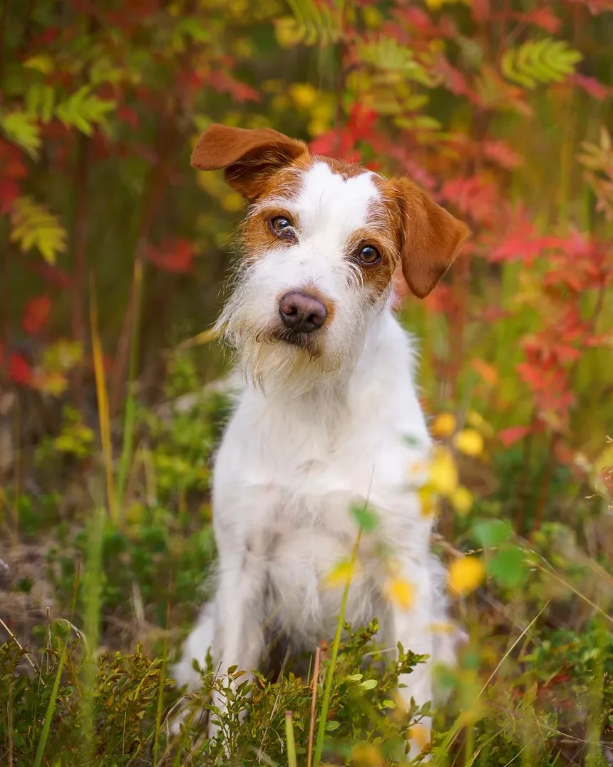 Qual é o Alimento Mais Tóxico para um Cão?