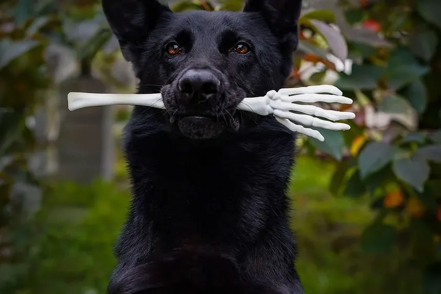 Quais Condições Médicas Causam Ansiedade em Cães?