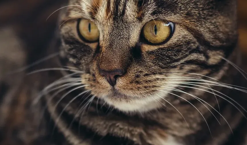 Quais Vacinas Meu Novo Gatinho Precisa?