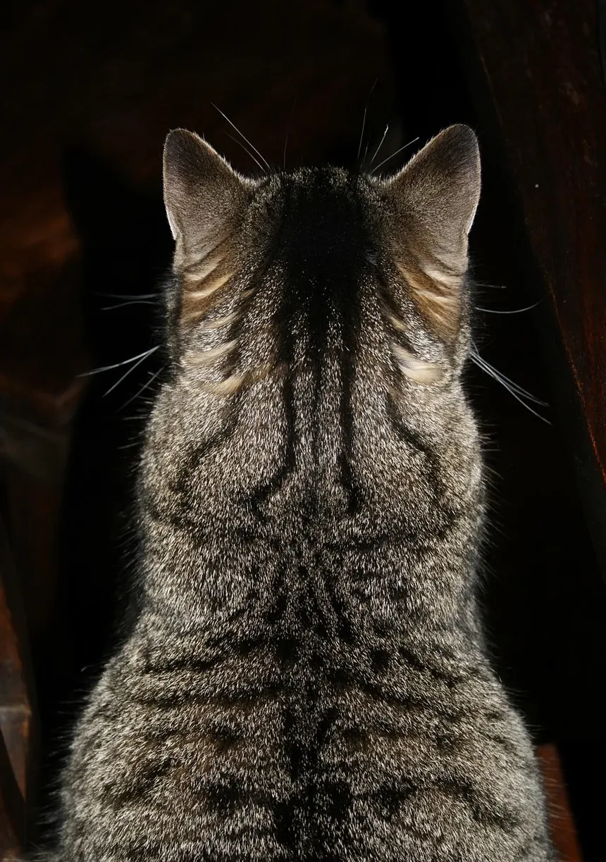 Com o que devo escovar os dentes do meu gato?