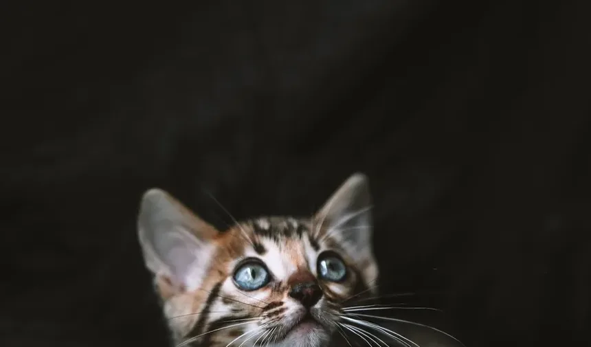 Com o que devo escovar os dentes do meu gato?