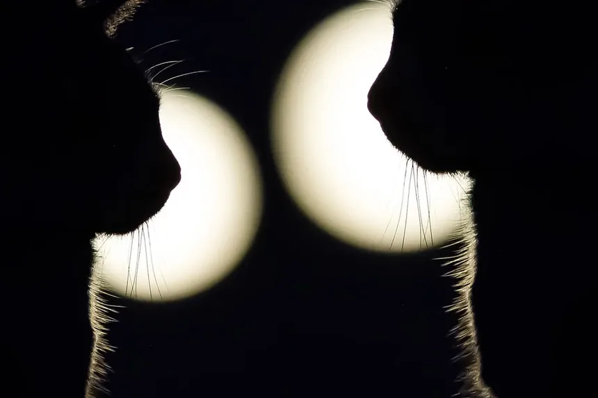 Com o que devo escovar os dentes do meu gato?