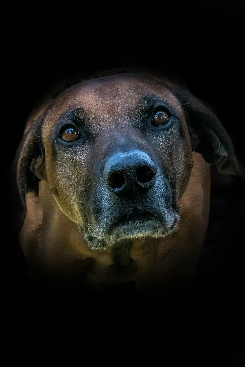 Quais Suplementos Devo Dar ao Meu Cão Idoso?