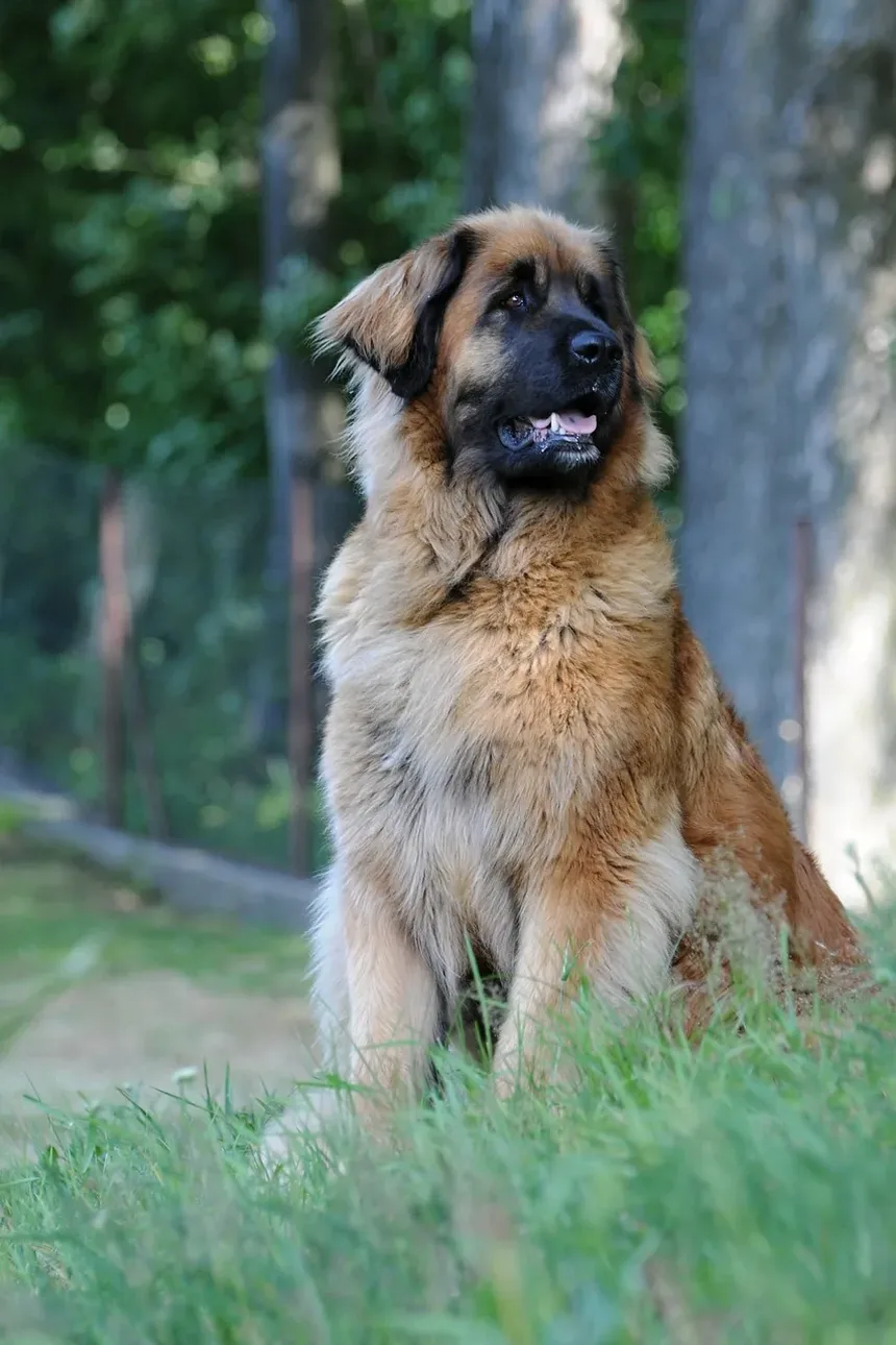 O Que Fazer Se Seu Cão Quebrou uma Unha e Está Sangrando