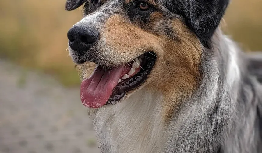 O Que Fazer Se Seu Cão Quebrou uma Unha e Está Sangrando