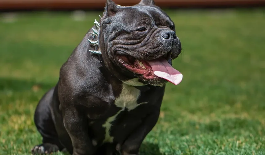 O Que Fazer Se o Seu Cão Comer Farinha de Sangue e Osso
