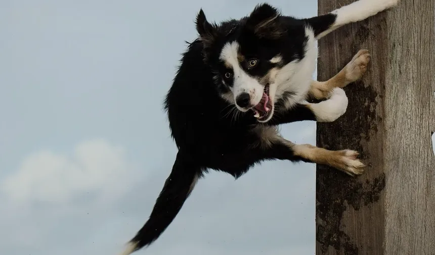 O Que Fazer Se Seu Cão Comer Remédio para Pressão Arterial