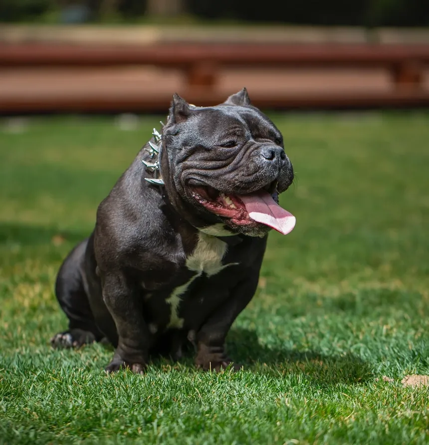 O Que Fazer Se a Parte Viva da Unha do Cão Estiver Exposta, mas Sem Sangrar