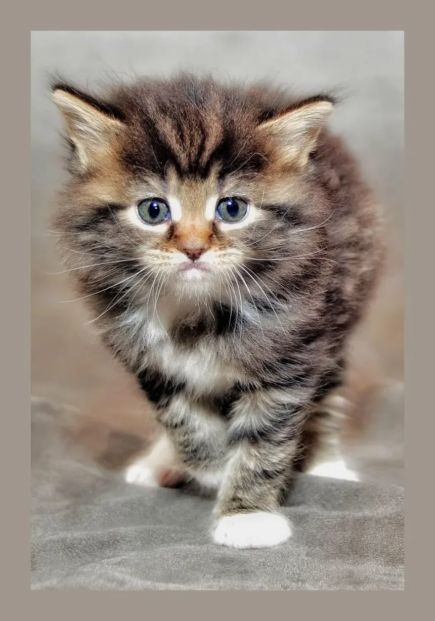 O Que Fazer Se Meu Gato Estiver Doente: Um Guia Completo