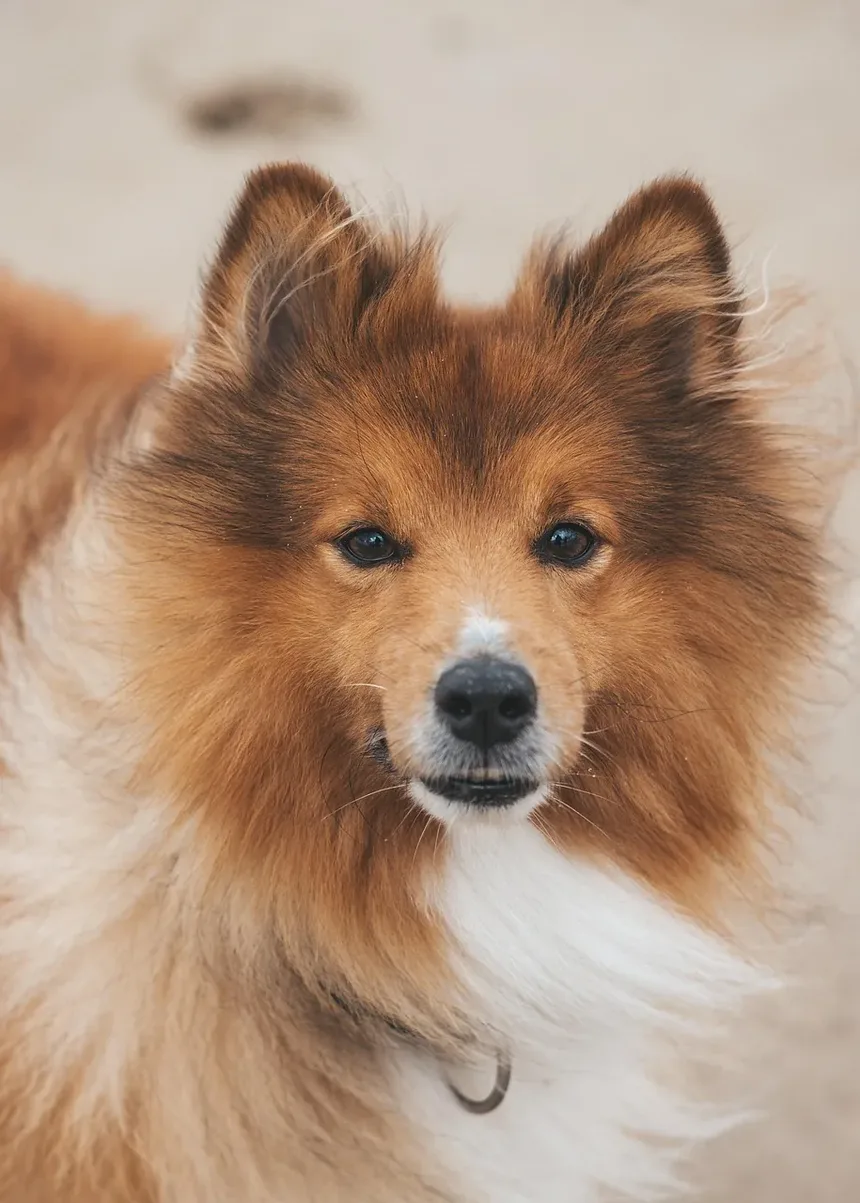 O Que Fazer Se a Orelha do Meu Cão Estiver Sangrando por Causa de Coceira