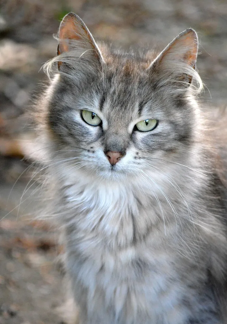 O Que Fazer Se Você Suspeitar Que Seu Gato Está Com Infecção Ocular