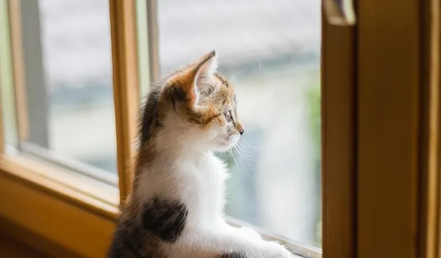 O Que Fazer Se Você Suspeitar Que Seu Gato Está Com Infecção Ocular