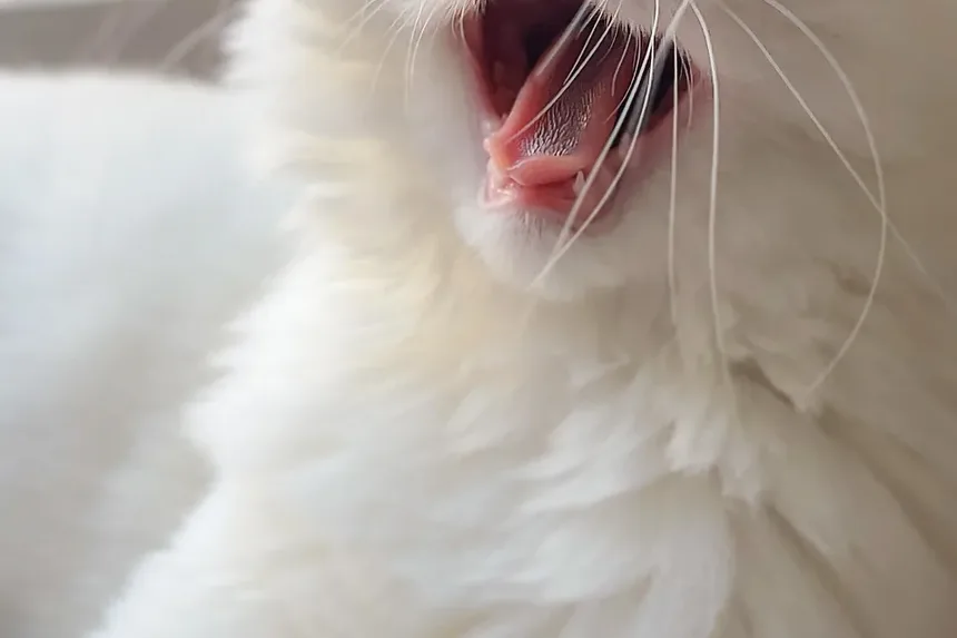 O Que Fazer Se Você Suspeitar Que Seu Gato Está Com Infecção Ocular