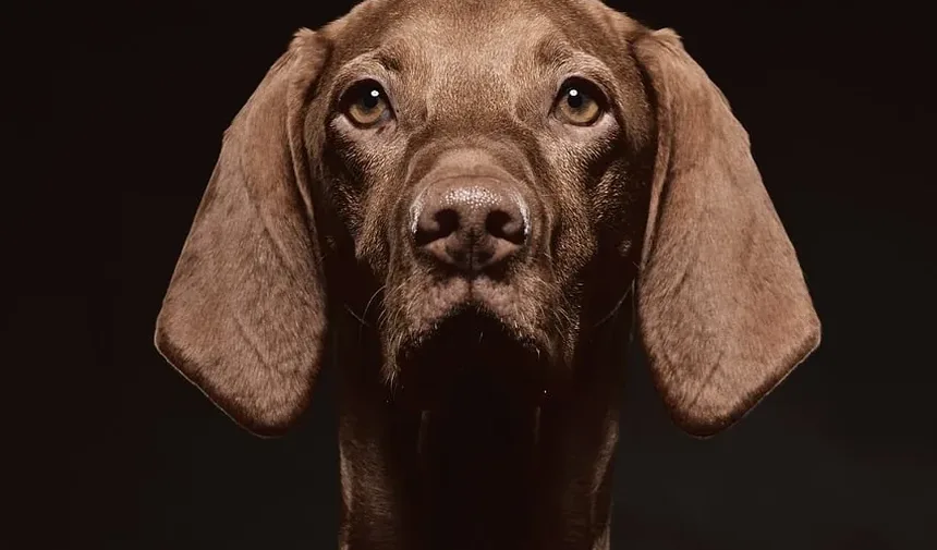 O Que Fazer Se Seu Cão Tossir Sangue: Um Guia Completo