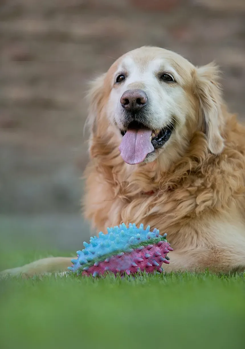 O Que Dar a um Cão Envenenado em Casa: Orientações Essenciais para Donos de Pets