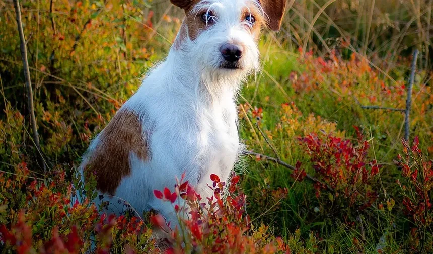 O Que Dar a um Cão Envenenado em Casa: Orientações Essenciais para Donos de Pets