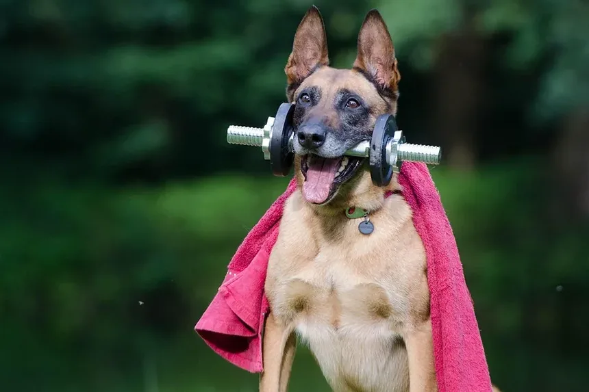 O Que Dar a um Cão Envenenado em Casa: Orientações Essenciais para Donos de Pets