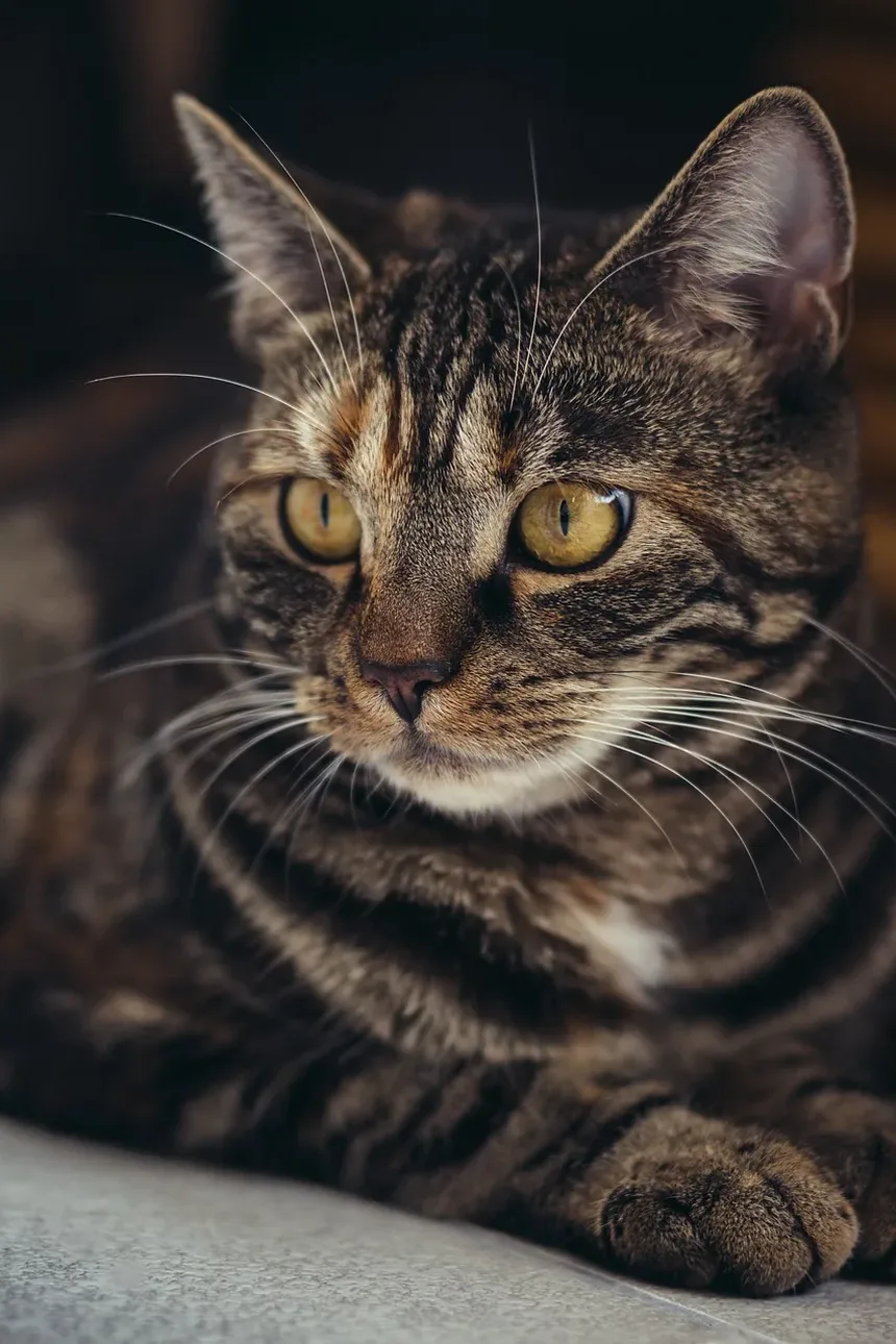 Quais Vacinas Meu Gato Precisa Todo Ano?