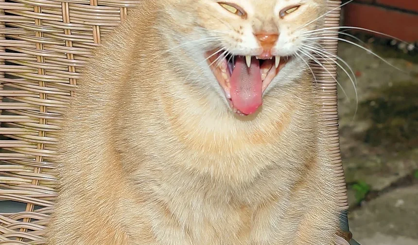 Quais Vacinas Meu Gato Precisa Todo Ano?