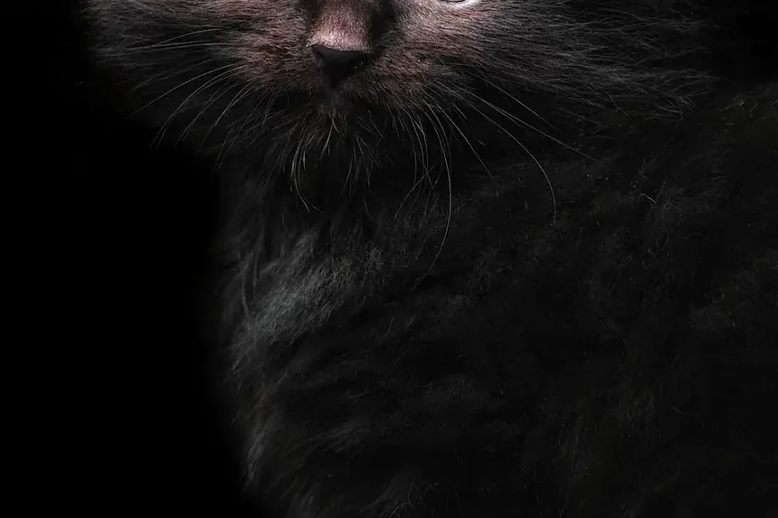 Quais Vacinas Meu Gato Precisa Todo Ano?