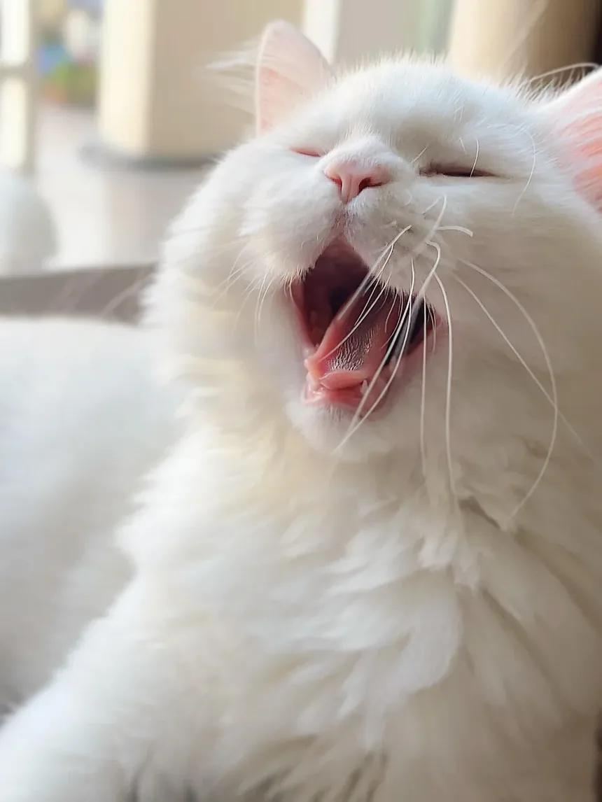 Quais Vacinas Meu Gato Precisa para Voar?