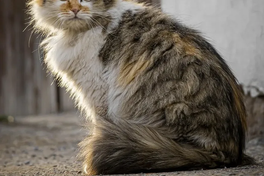 Quais Vacinas Meu Gato Precisa para Voar?