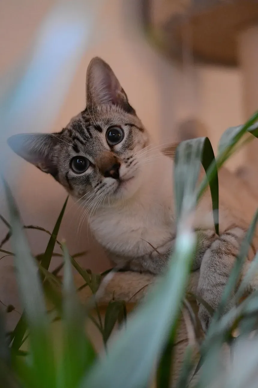 Quais Vacinas Meu Gato Precisa para Ser Castrado?