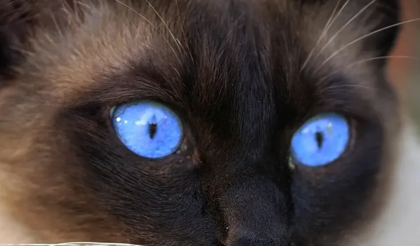 Quais Vacinas Meu Gato Precisa para Ser Castrado?
