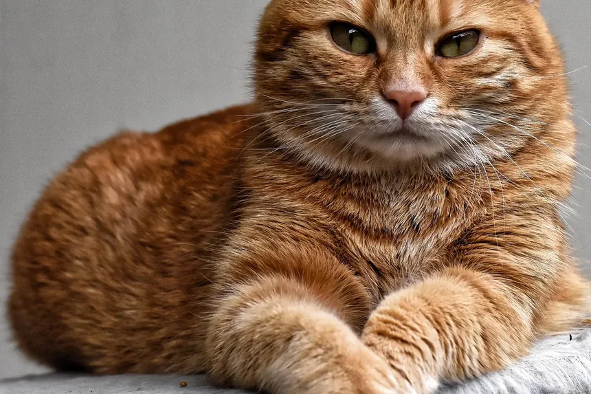 Quando os Gatos Começam a Comer Ração Seca?