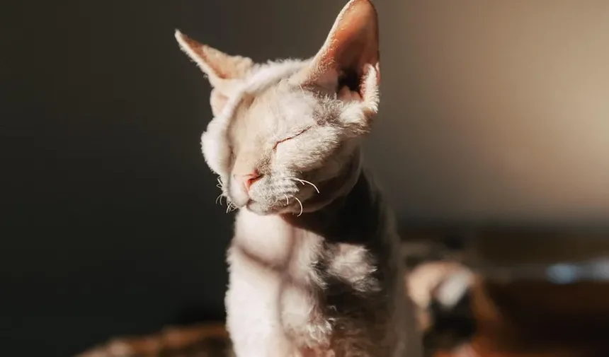 Quando Seu Gatinho Deve Tomar Vacinas? Um Guia Completo