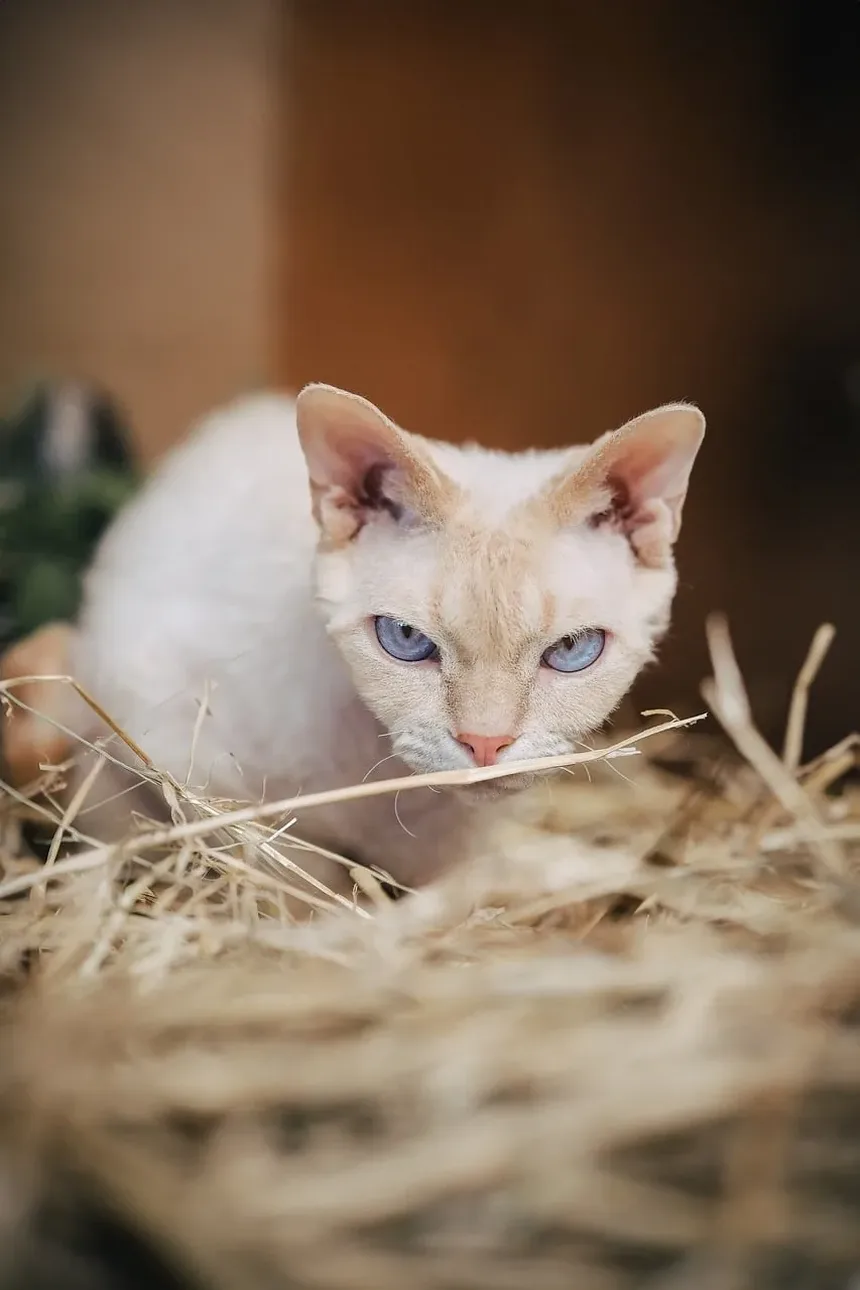 Onde Posso Encontrar Pulgas no Meu Gato?