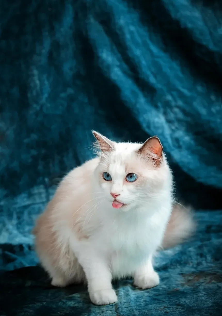 Onde Posso Encontrar Pulgas no Meu Gato?