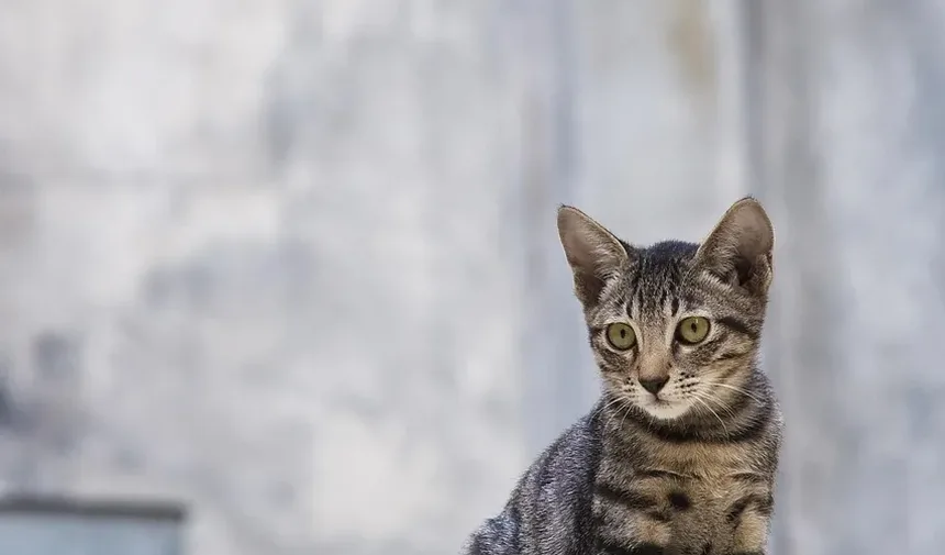 Onde Posso Encontrar Pulgas no Meu Gato?