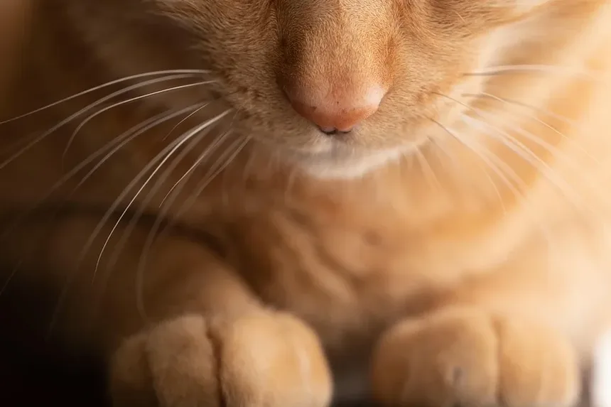 Onde Posso Encontrar Pulgas no Meu Gato?