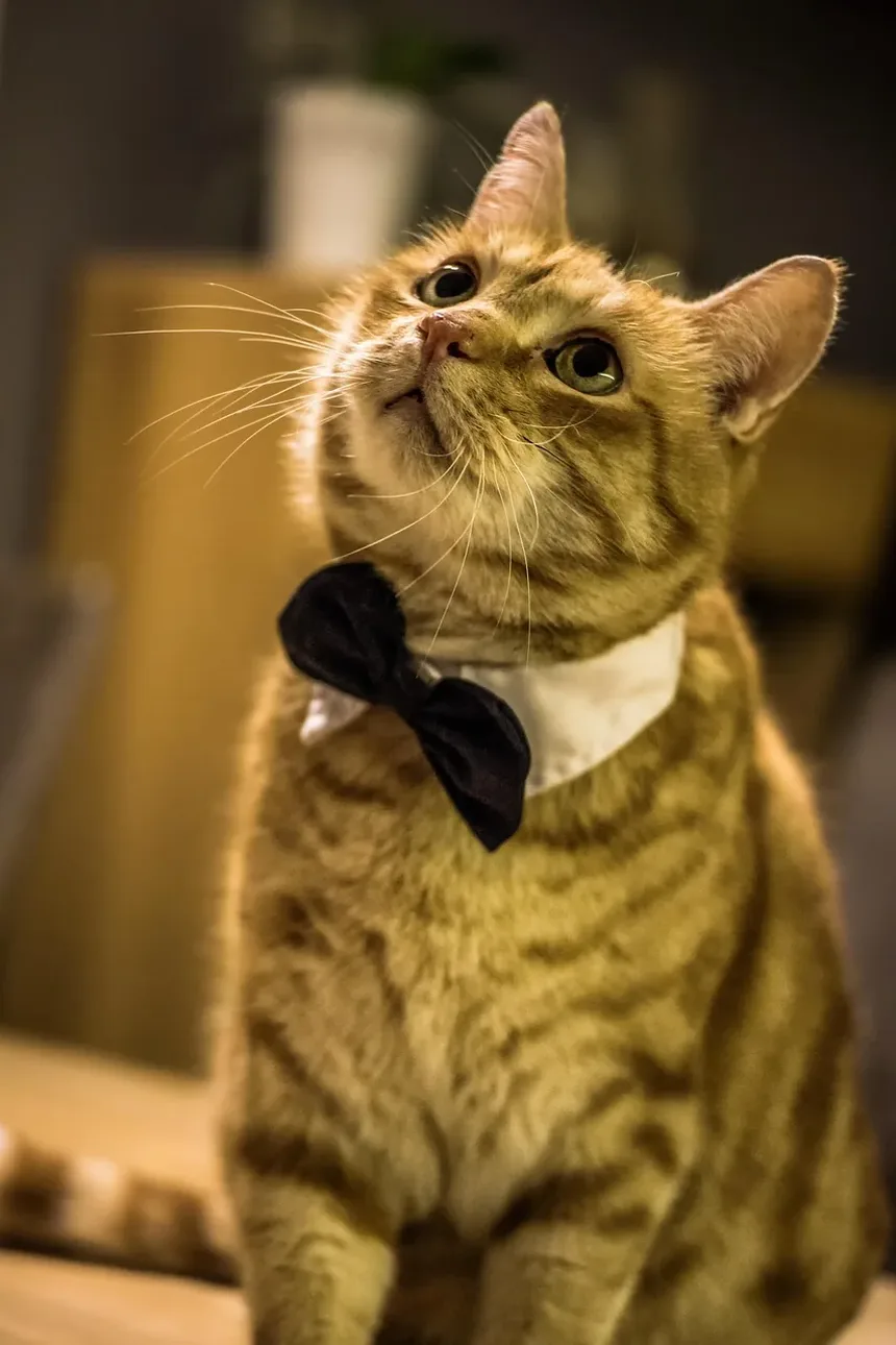 Por que meu gato me segue para todo lado?