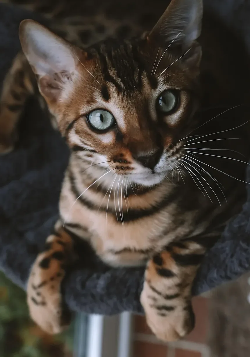 Por que meu gato me segue para todo lado?