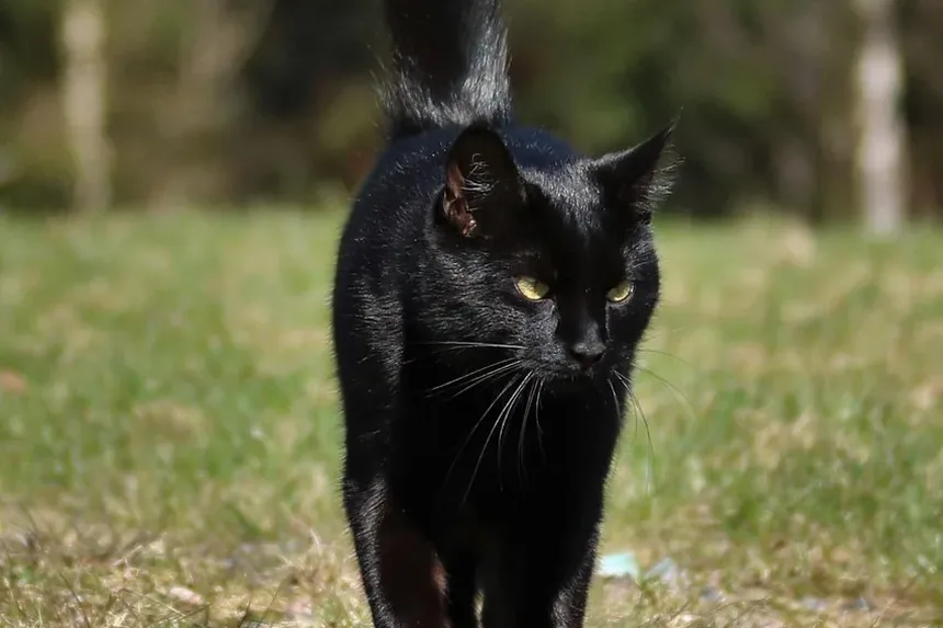 Por que meu gato me segue para todo lado?
