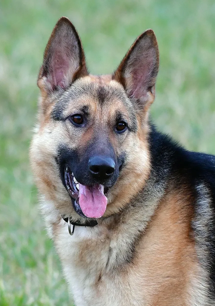Por que meu cachorro late para mim quando eu danço?