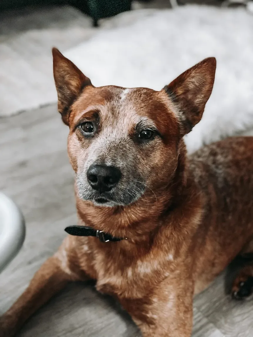 Por Que Meu Cão Late Para Mim Quando Eu Não O Faço Carinho?
