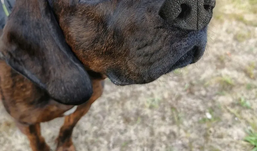 Por Que Meu Cachorro Chora Constantemente no Carro?
