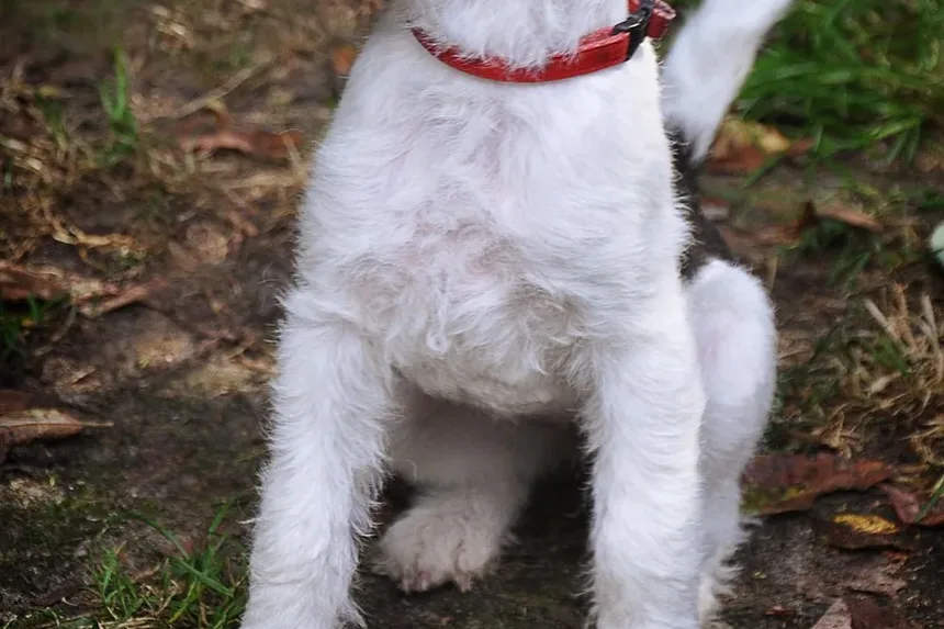 Por Que Meu Cão Rosna Para Mim Sem Motivo?