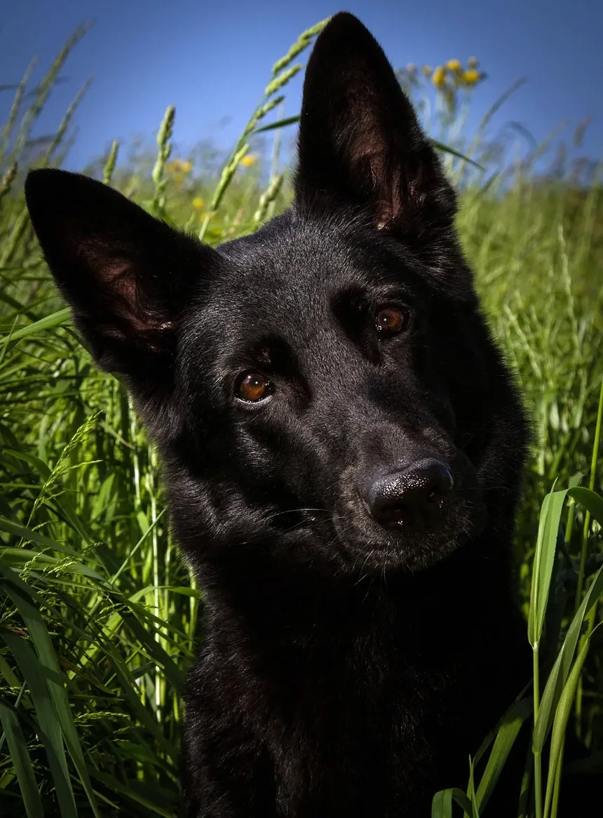 Por Que Meu Cão Rosna Para Mim Quando Está Deitado?
