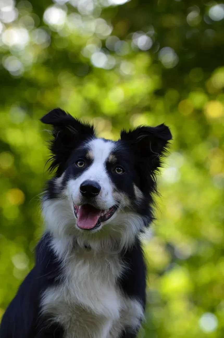 Por Que Meu Cão Rosna Para Mim Quando Eu a Abraço?