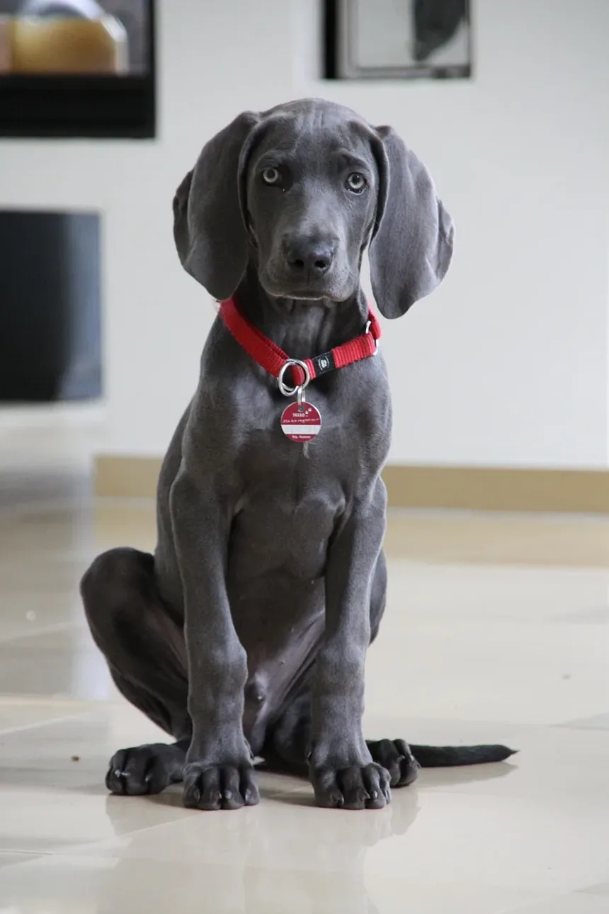 Por Que Meu Cão Me Olha Antes de Dormir?