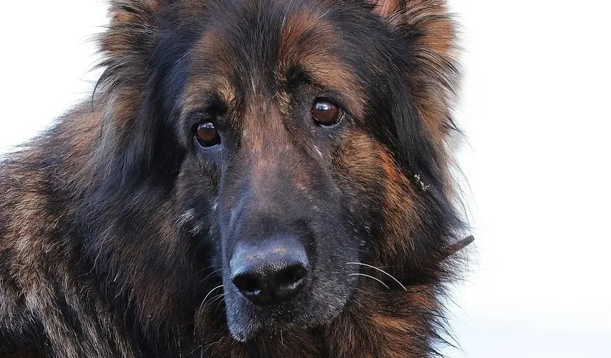 Por Que Meu Cão Me Olha Durante os Passeios?