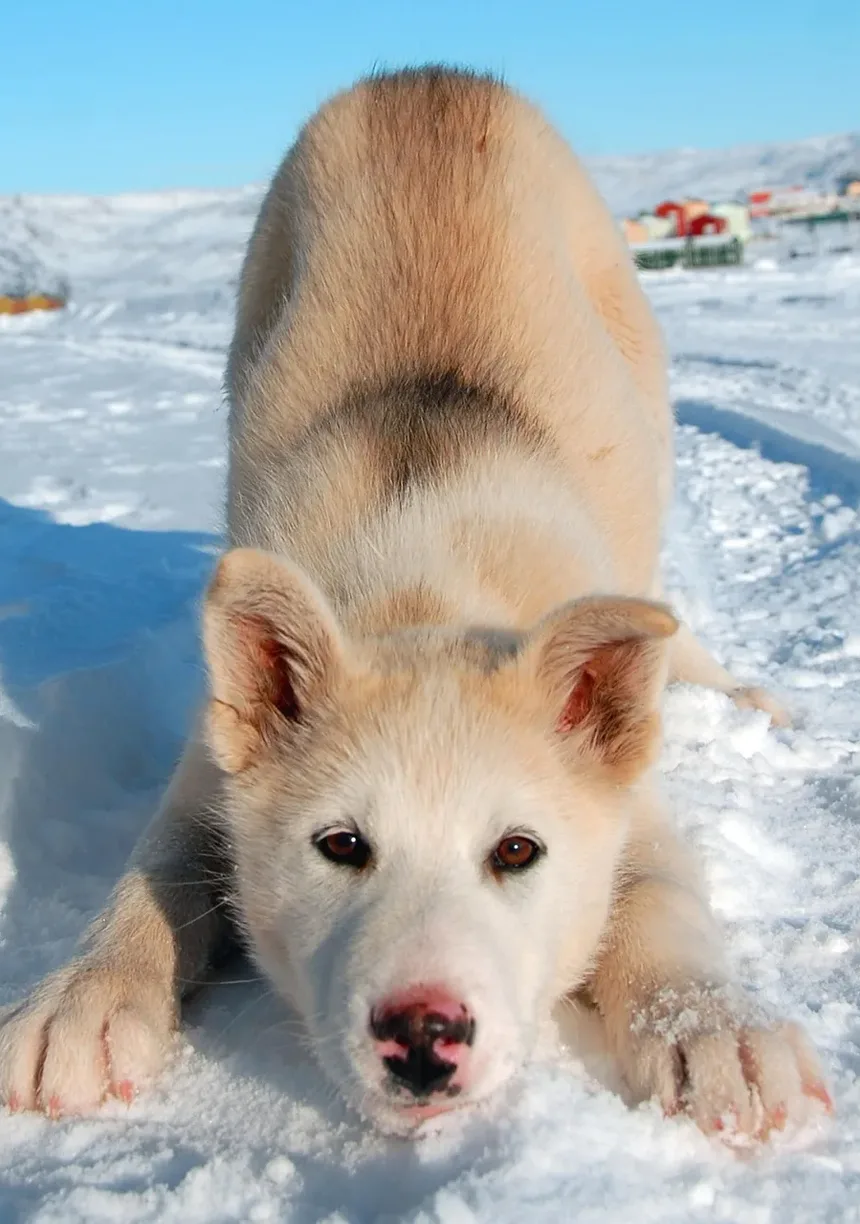 Por Que Meu Cão Me Olha com Expectativa?