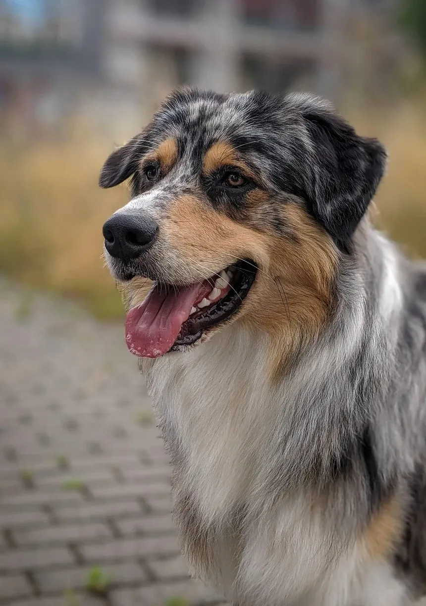 Por que meu cachorro reclama e anda de um lado para o outro o tempo todo?