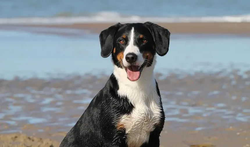 Por que meu cachorro reclama e anda de um lado para o outro o tempo todo?