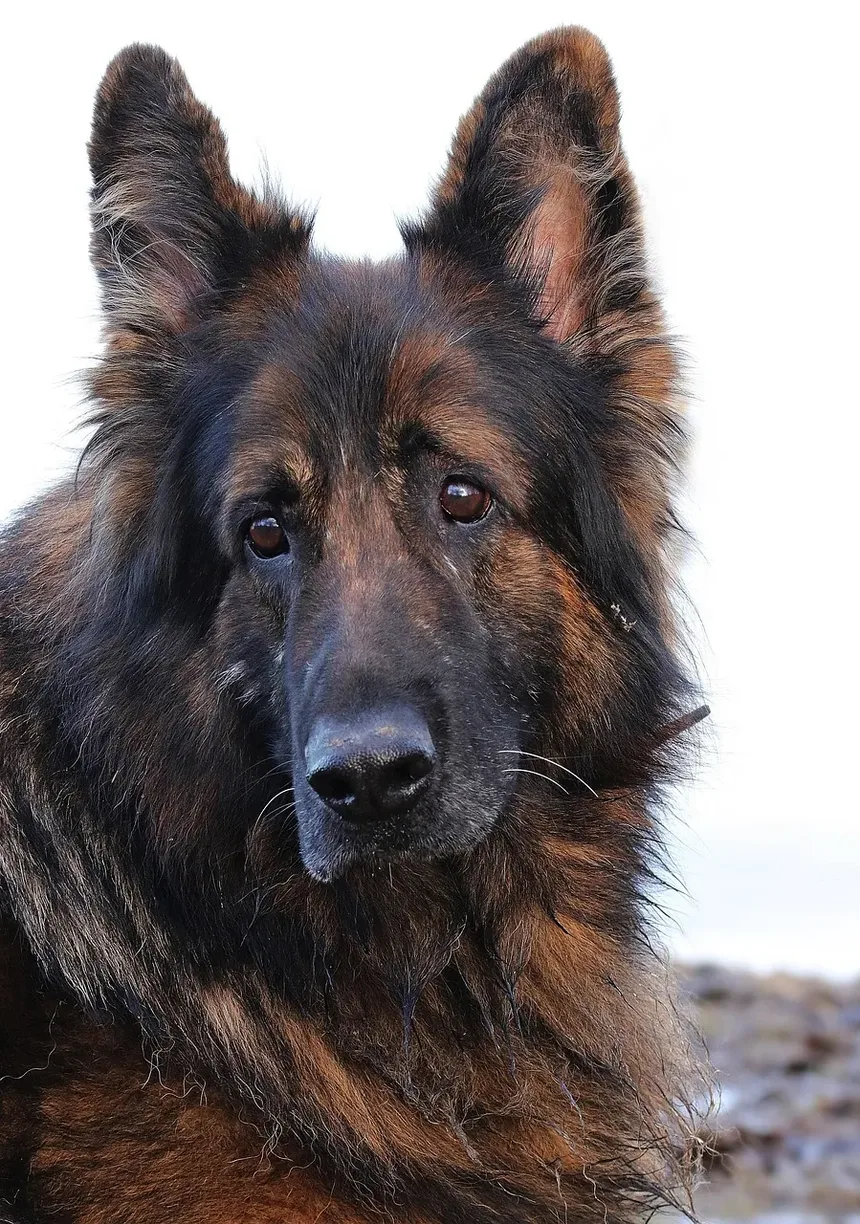 Por Que Meu Cachorro Idoso Chora o Tempo Todo?